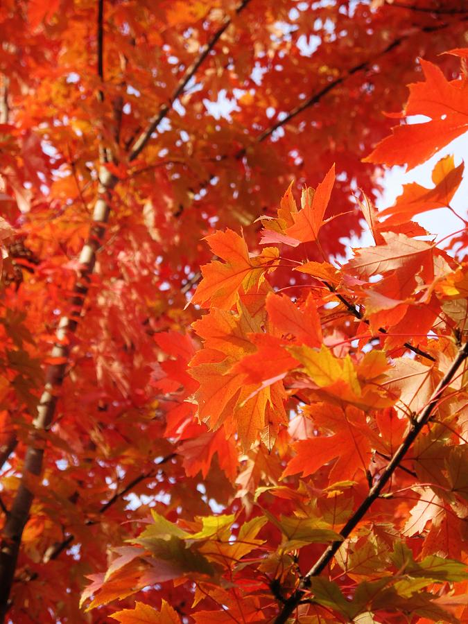 Flaming Maples Photograph by Ian MacDonald - Fine Art America