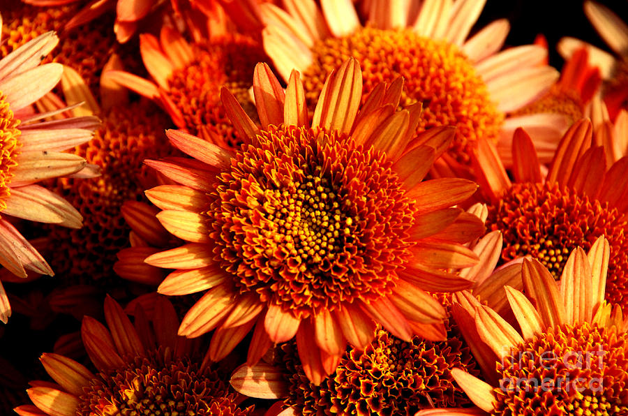 Flower Photograph - Flaming Orange by Pravine Chester
