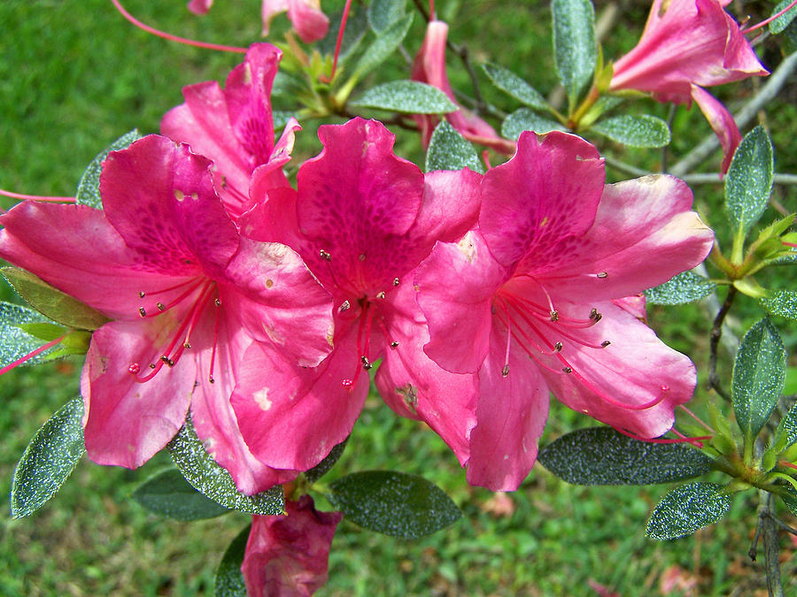 Flaming Pink Azaleas Photograph by Patricia Clark Taylor - Fine Art America