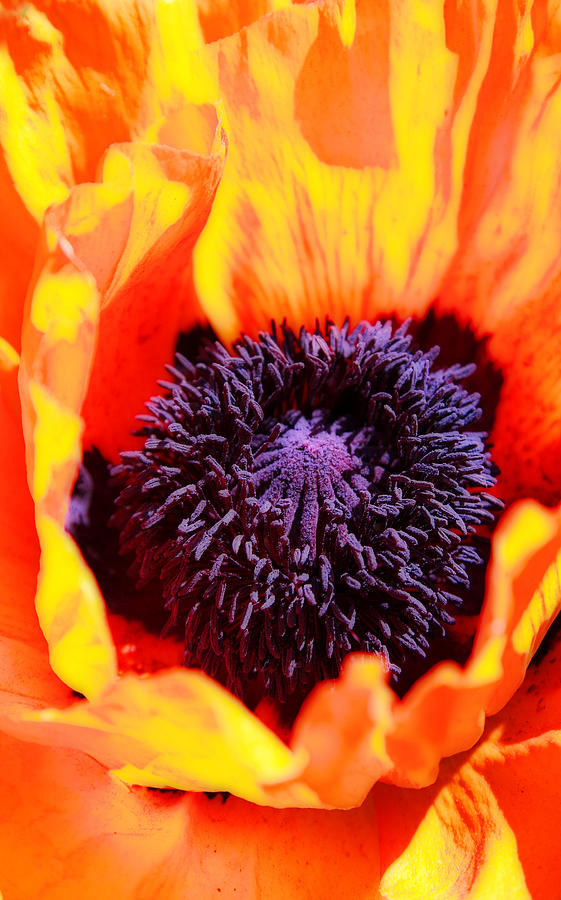 Flaming Poppy Photograph by John Bartosik