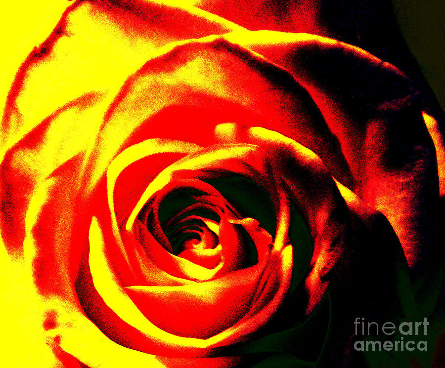 Flaming rose. Рози Флейм. Роза пламя Востока. Сорт розы пламя Востока фото и описание. Red Roses and Flames.