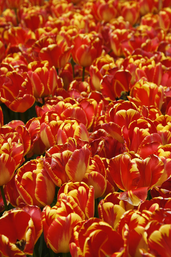Flaming Tulips Photograph by Michele Burgess