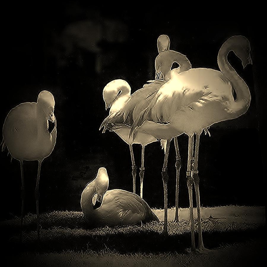 Flamingo 1 Photograph by Andrew Drozdowicz