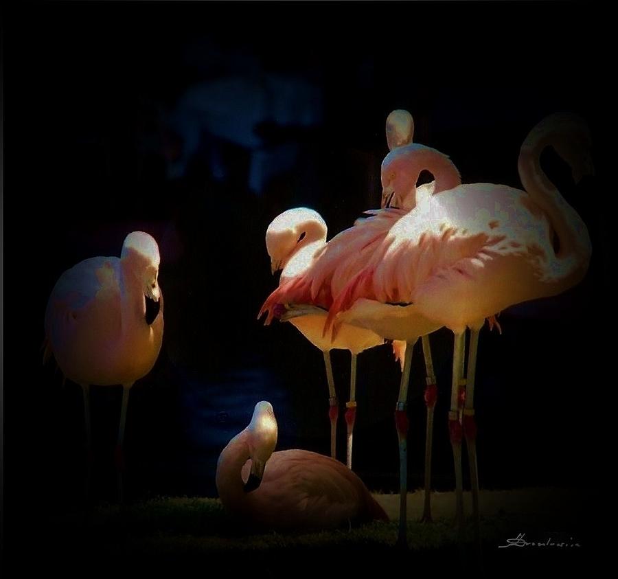 Flamingo 2 Photograph by Andrew Drozdowicz