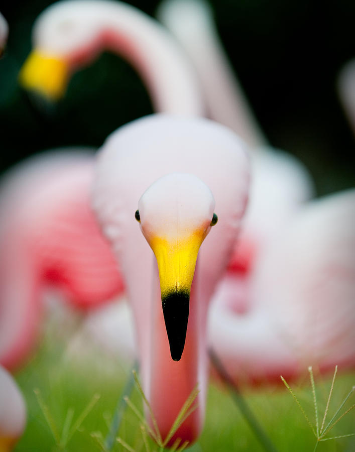Austin Photograph - Flamingo 2 by Sean Wray