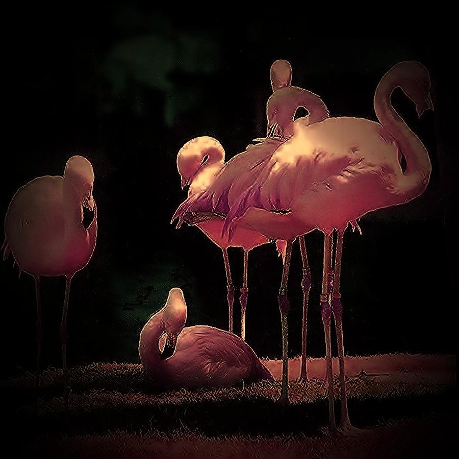 Flamingo 3 Photograph by Andrew Drozdowicz