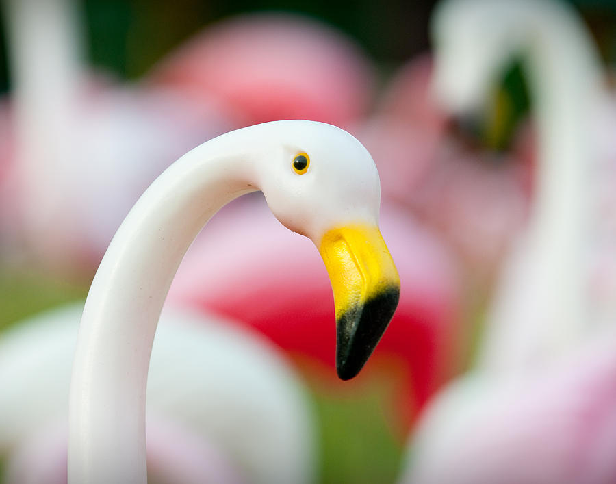 Austin Photograph - Flamingo 3 by Sean Wray