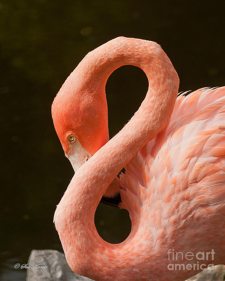 Flamingo 8 Photograph by Sue Karski