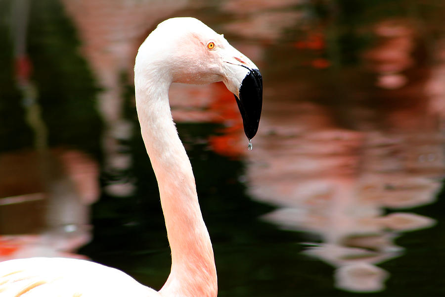 Flamingo Photograph - Flamingo And Water Reflection by Tracie Schiebel