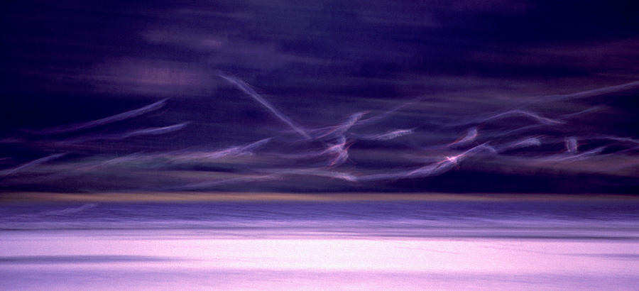 Flamingo blur Photograph by Alistair Lyne