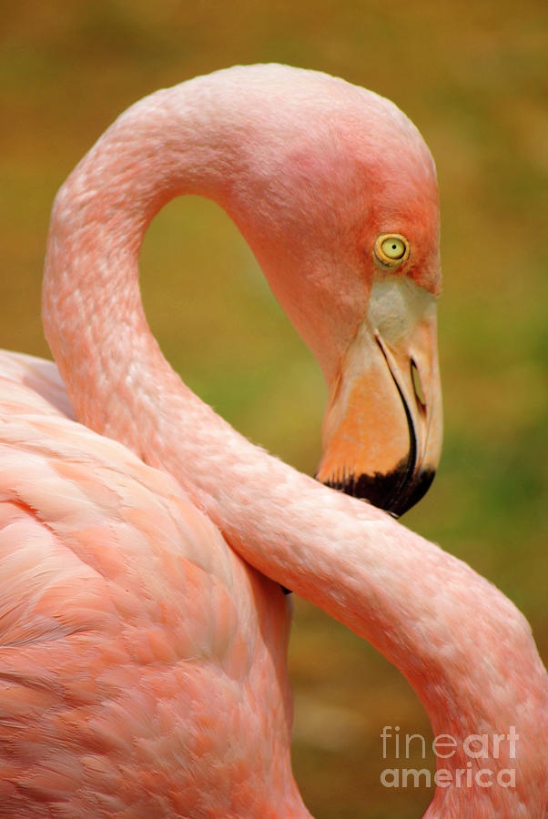 Flamingo Photograph - Flamingo by Carlos Caetano