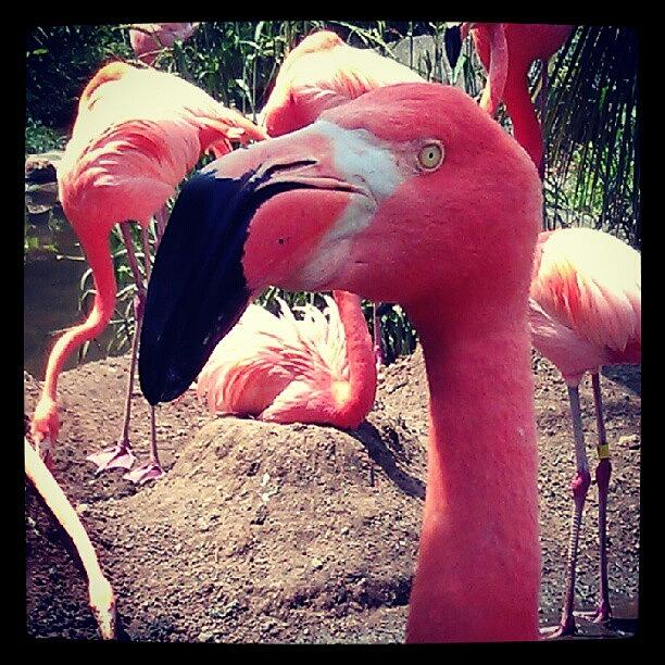 Flamingo Photograph - Flamingo by Christopher Baker