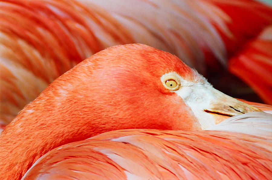 Flamingo Photograph - Flamingo by CJ Clark