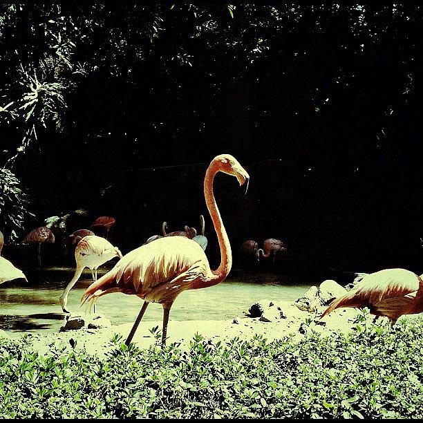 Flamingo Photograph - Flamingo by Cortney Herron