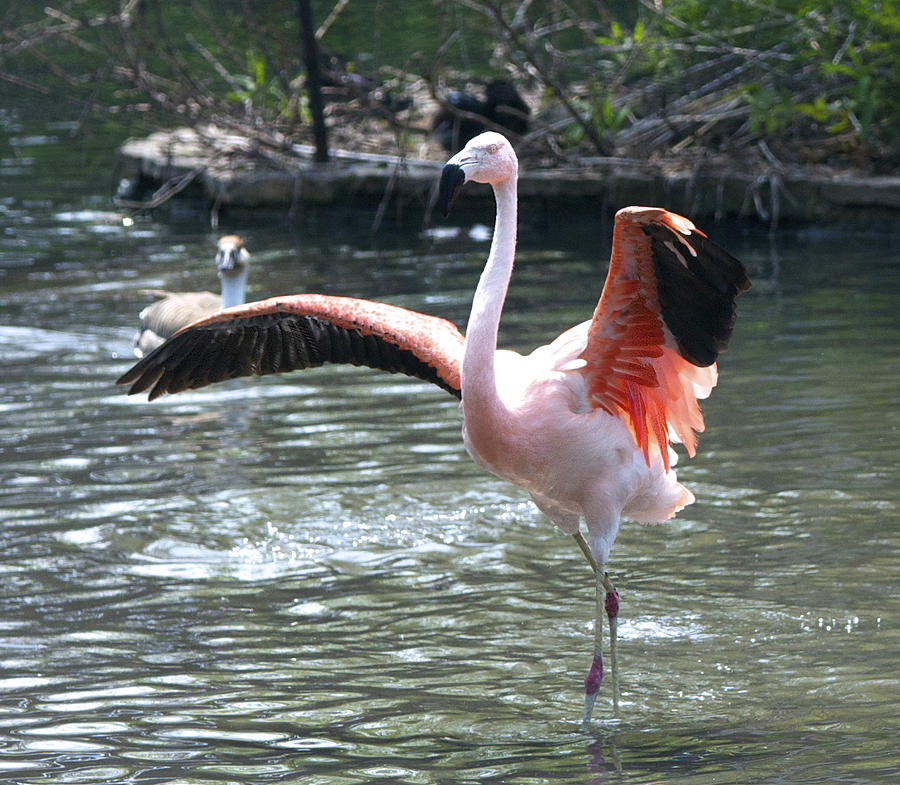 flamingo dance earth