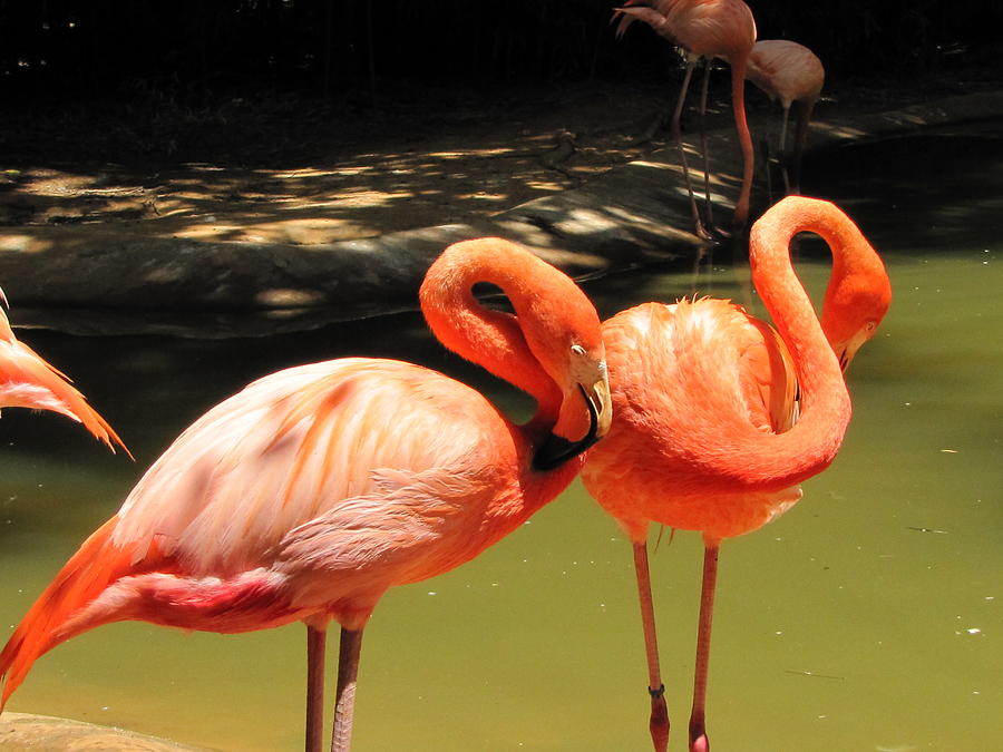 Flamingo Dream Photograph by Shawn Hughes