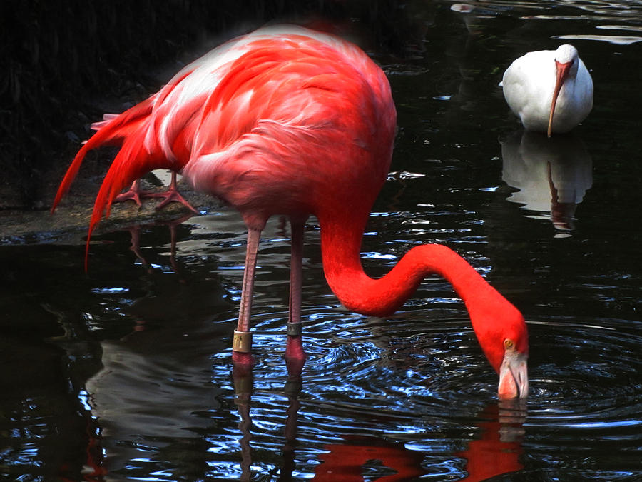Flamingo drinks Photograph by Vijay Sharon Govender