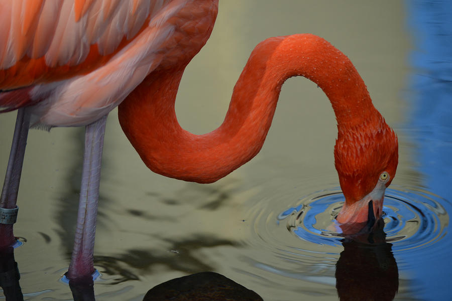 Flamingo Dunk Photograph by Maggy Marsh