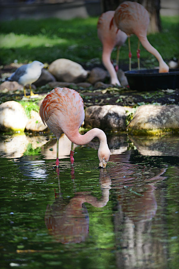 Flamingo Photograph by Edward Kovalsky