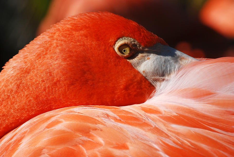 Flamingo Eye Photograph by David Taylor