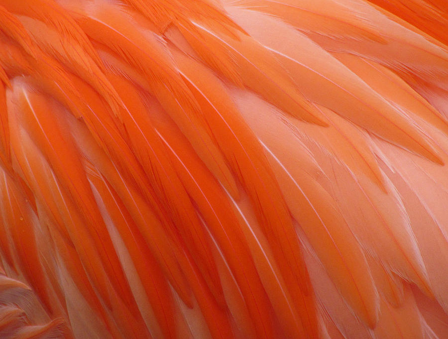 Nature Photograph - Flamingo Feather Abstract by Judy Wanamaker