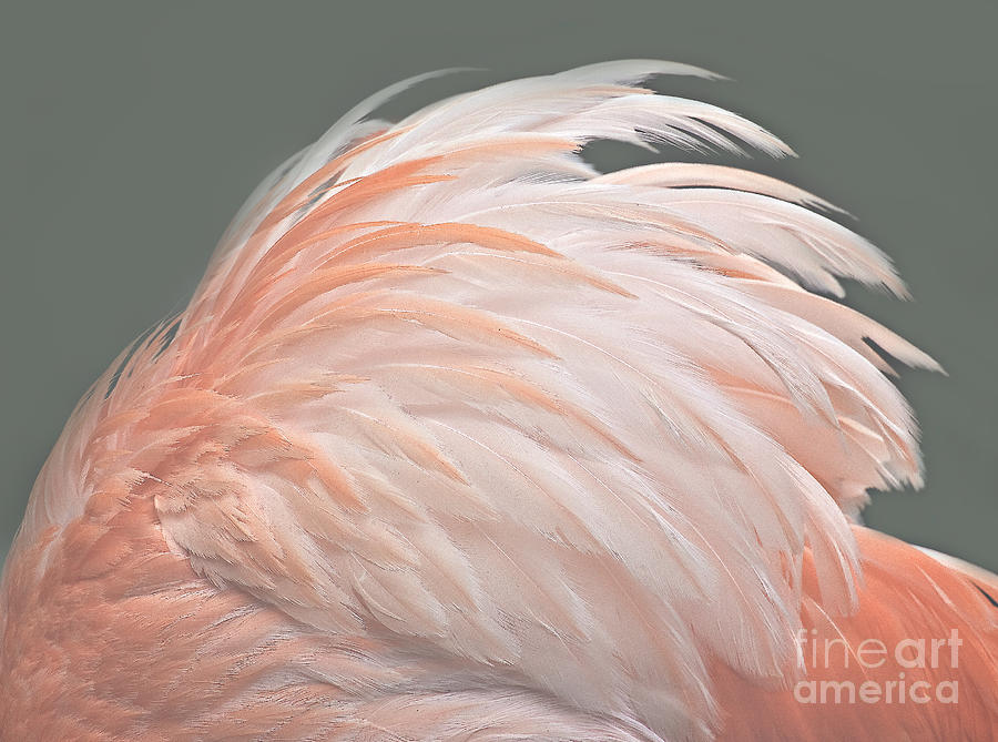 Flamingo Feather Details Photograph by Susan Candelario