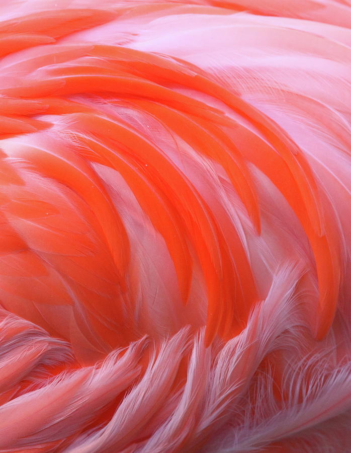 Flamingo Flame Photograph by Bruce J Robinson