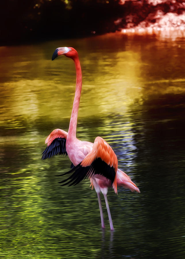 Flamingo Flow Photograph by Bill and Linda Tiepelman