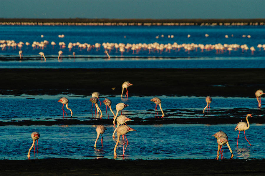 Flamingo gathering Photograph by Alistair Lyne