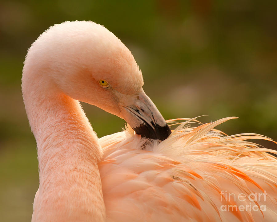 Flamingo Grooming Photograph by Max Allen