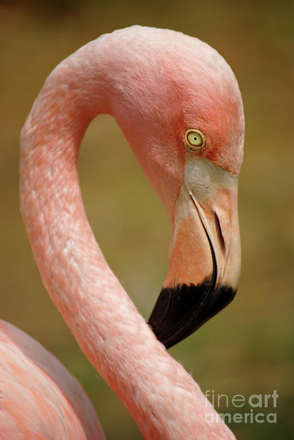 Flamingo Head Photograph by Carlos Caetano