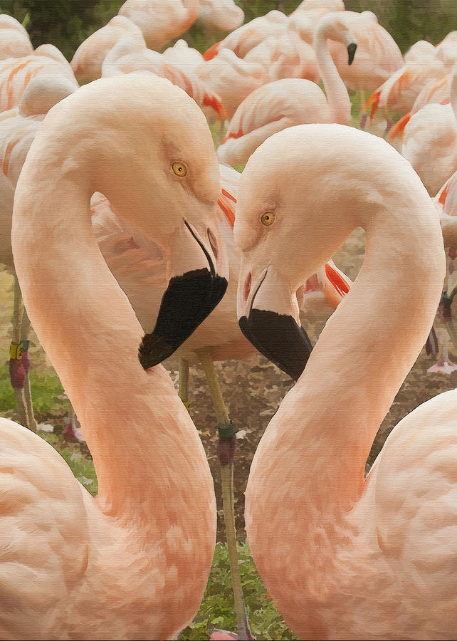 Flamingo Heart Digital Art by Sharon Foster