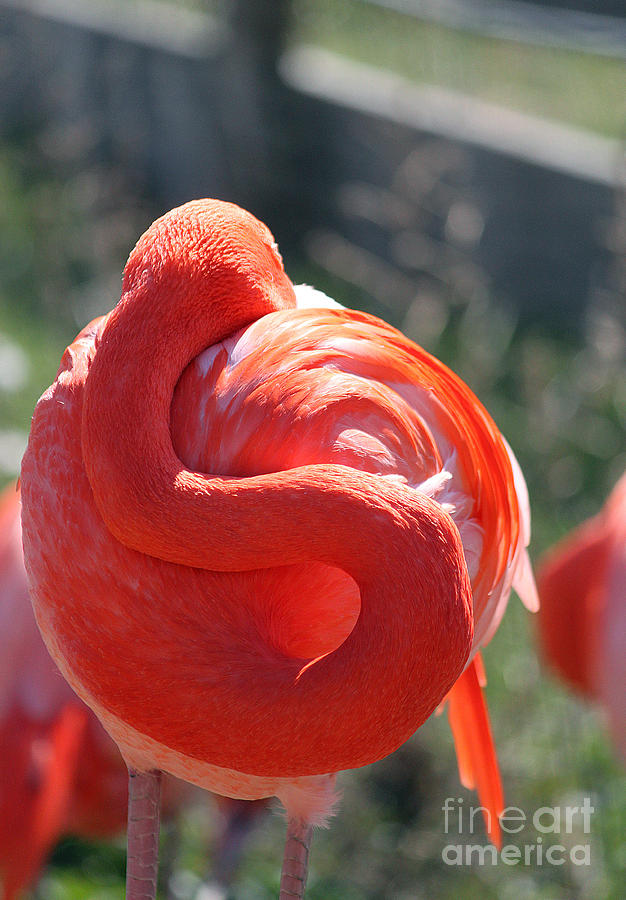 Flamingo I Photograph By Billie Jo Miller Fine Art America 7683