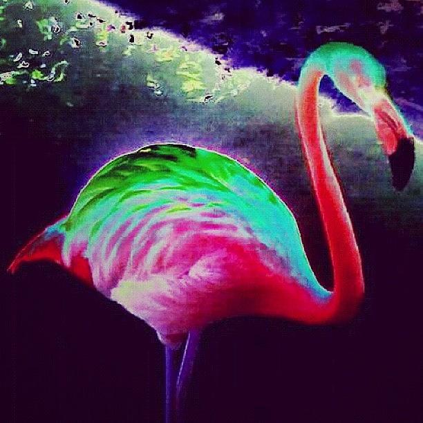 Flamingo Photograph - Flamingo by Kim Cafri