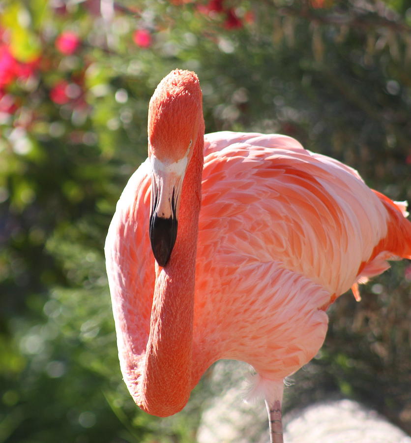 Flamingo  Photograph by Kim Galluzzo