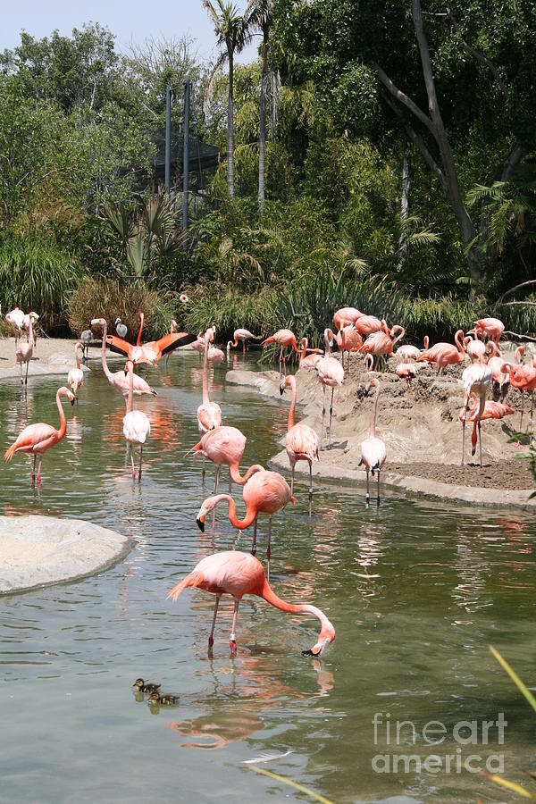 Flamingo Lagoon I Photograph by Christina A Pacillo