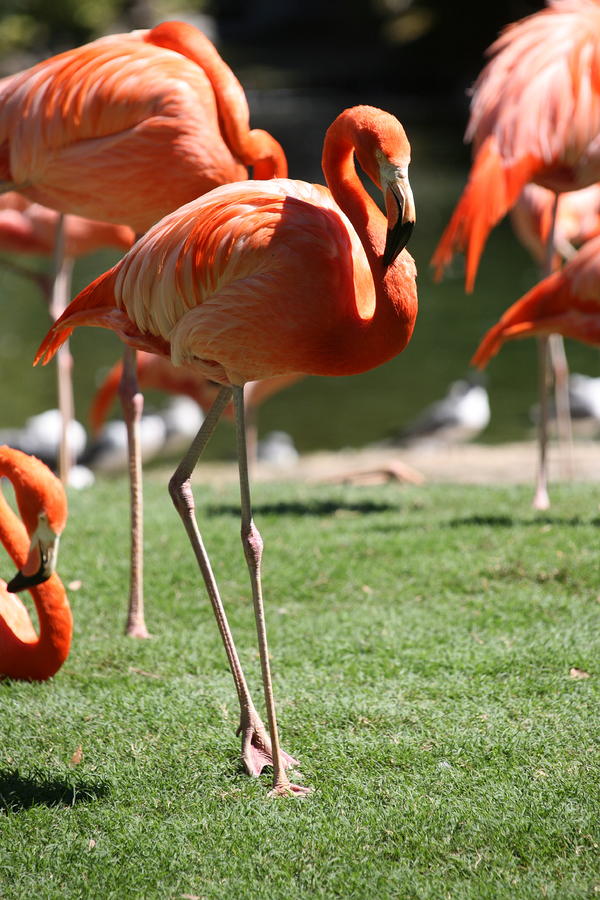 Flamingo Photograph by Lance Freeman - Fine Art America