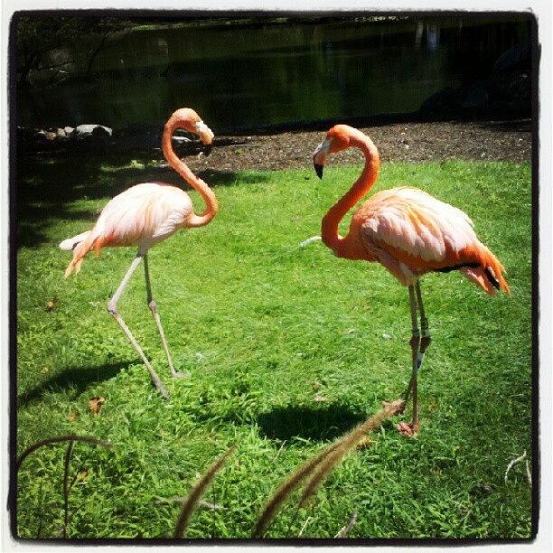 Flamingo Land Photograph by Melissa Held