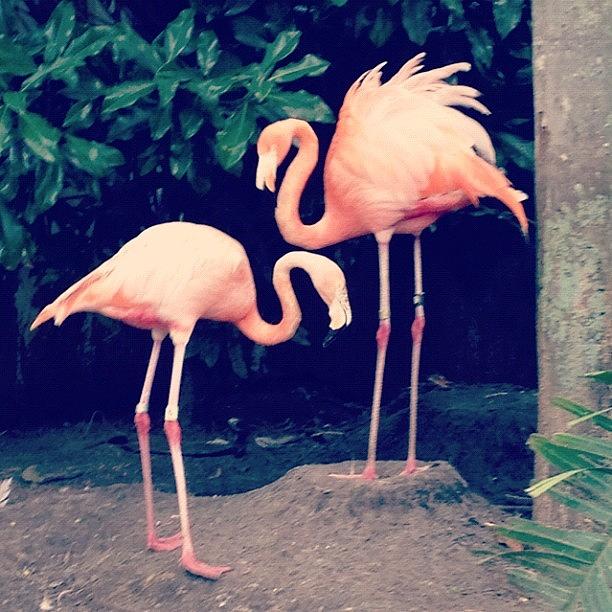 Bird Photograph - Flamingo love by Harman Kaur