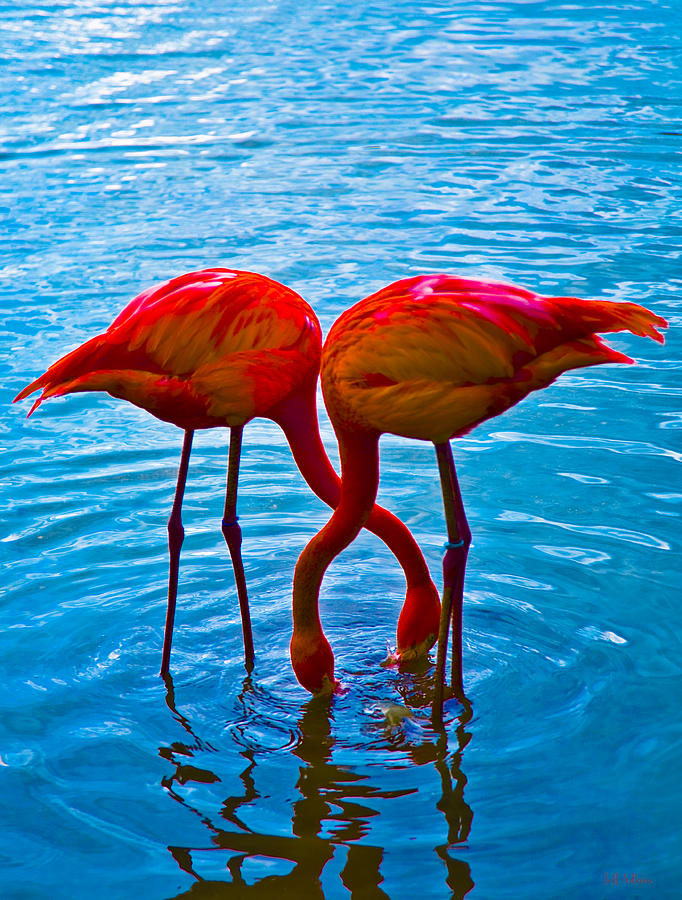 Flamingo Love by Jeff Adkins