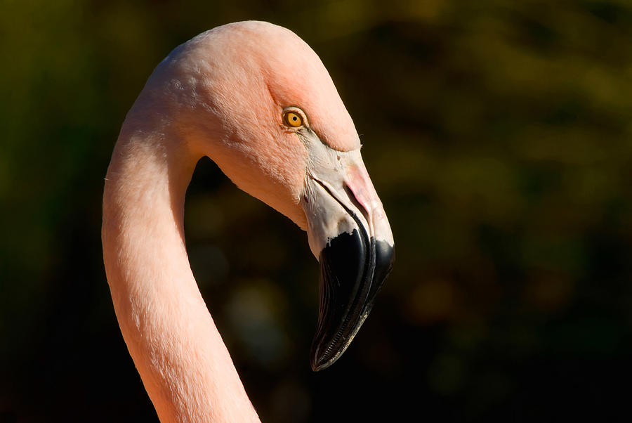Flamingo Photograph - Flamingo by Mary Lane