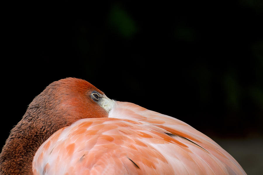 Flamingo Nap Photograph by Rebecca Cozart
