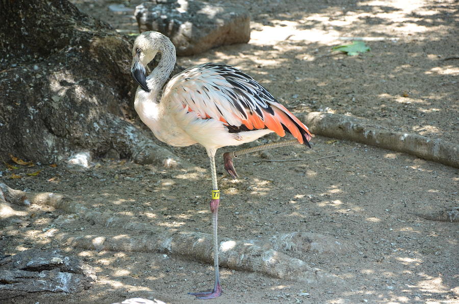 flamingo legs flamingo legs