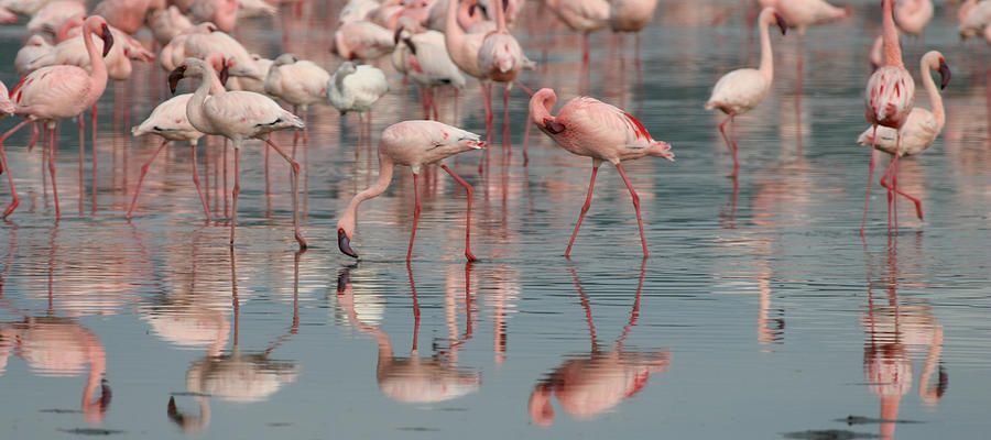 Flamingo Parade Photograph by Joseph G Holland