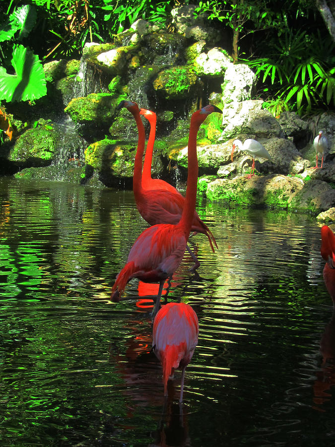 Flamingo park Photograph by Vijay Sharon Govender