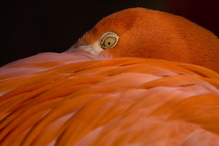 Flamingo Photograph by Pat Exum