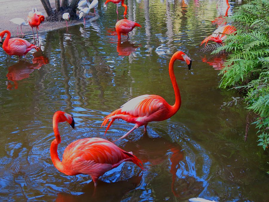Flamingo pool Photograph by Vijay Sharon Govender