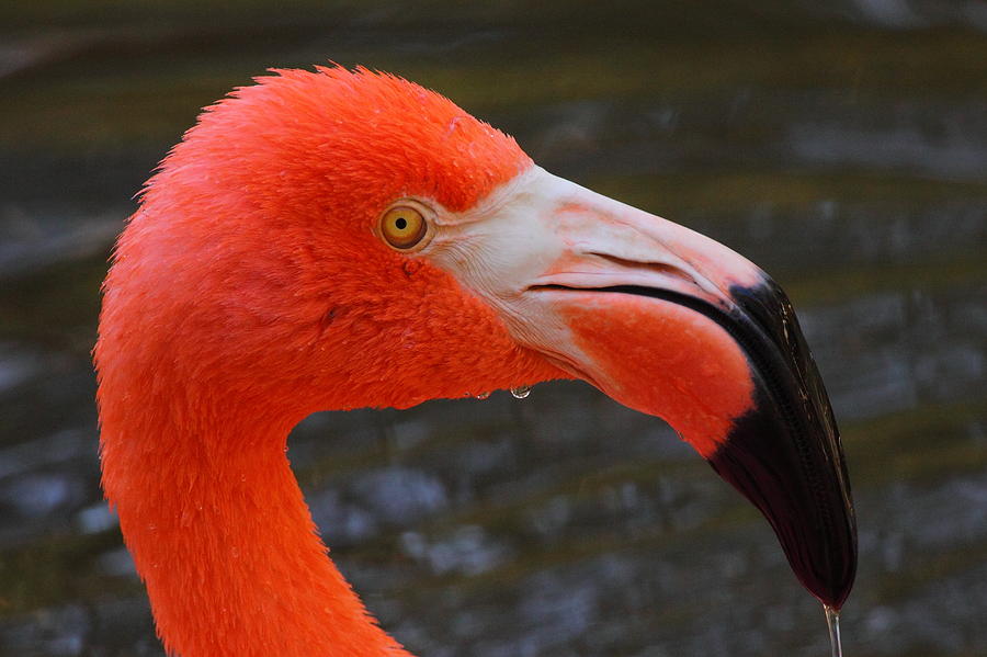 Flamingo Portrait Photograph by Bruce J Robinson