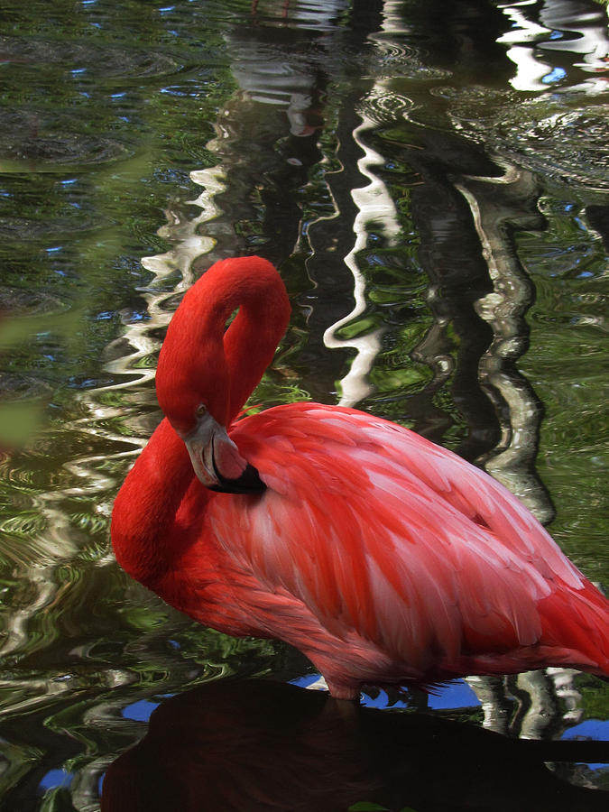 Flamingo Preen Photograph by Vijay Sharon Govender