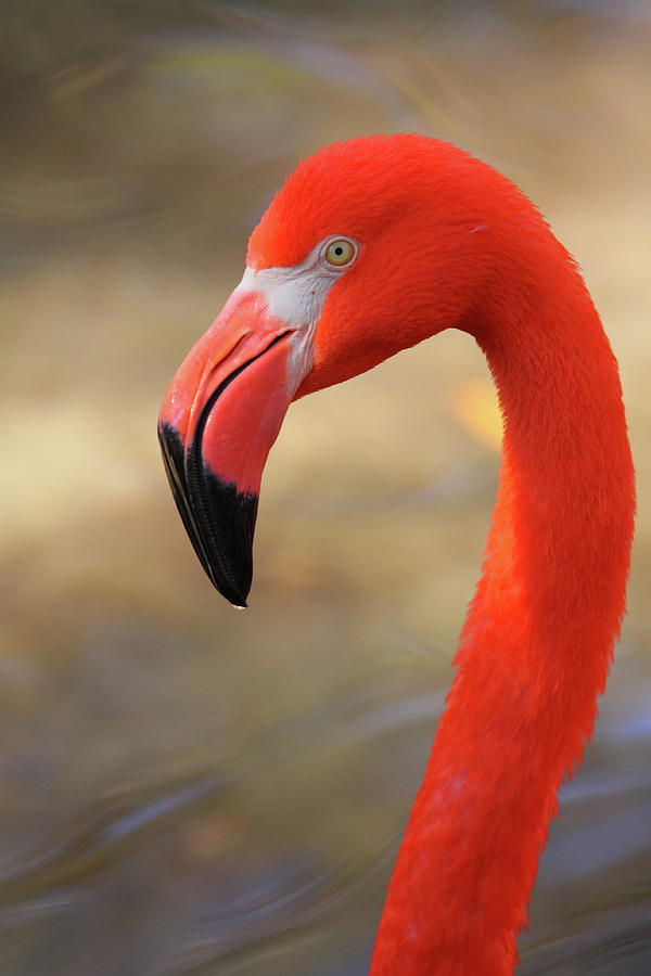 Flamingo Profile Photograph by Bruce J Robinson